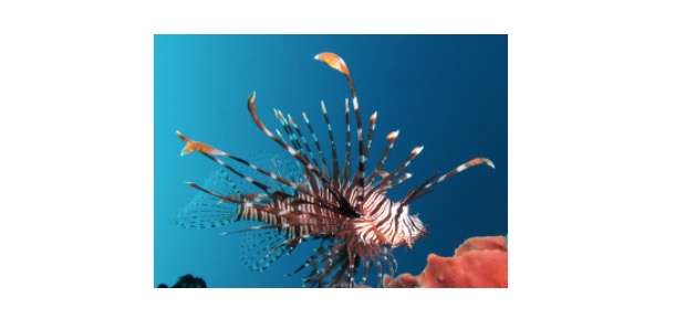 Lionfish, What is Lionfish,