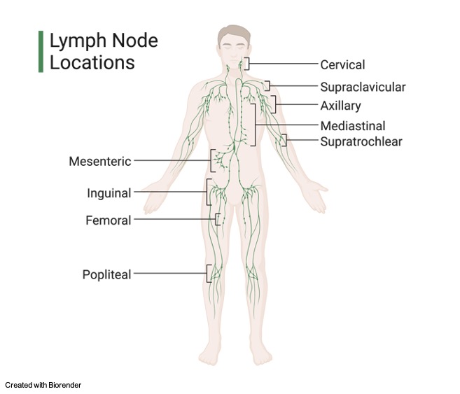 Lymph, Lymph Fluid, what is Lymph, Lymph nodes, Lymph node locations 1