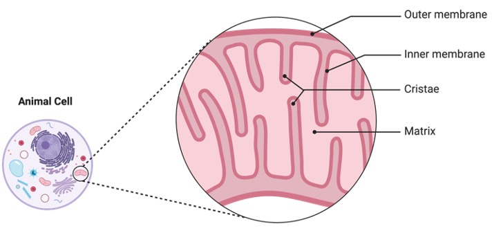 Mitochondrion, What is Mitochondrion, Mitochondrion Definition, 1