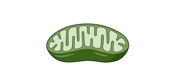 Read more about the article Mitochondrion: Definition, Structure, & Examples