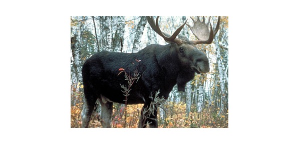 Moose, Moose Classification,