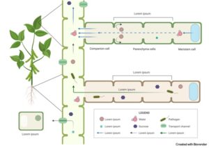 Parenchyma: Definition, Types, and Examples I NotesBard