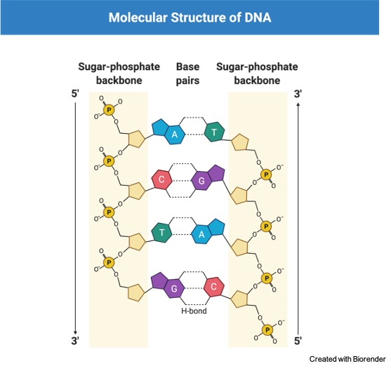 Phosphodiester Bond, 1 Phosphodiester Bond Definition, Phosphodiester Bond in DNA, What is Phosphodiester Bond, Phosphodiester Bond formation,