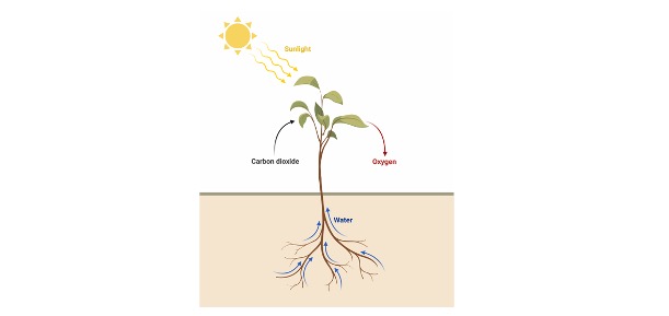 Read more about the article Photosynthesis: Definition, Types, & Examples
