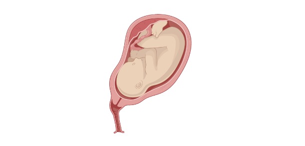 Read more about the article What is Placenta? Definition, Types, & Examples