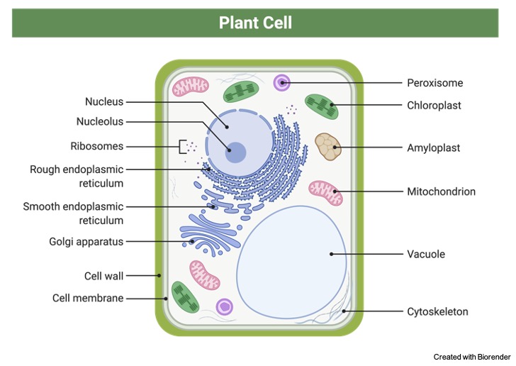 Plant Cell, Plant Cell Definition, Plant Cell Labeled, Plant Cell Diagram, Plant Cell Structure,