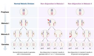 Polyploidy: Definition, Types, & Examples I NotesBard