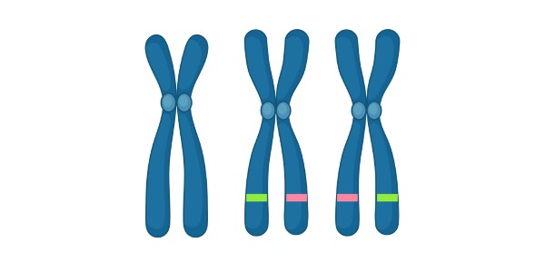 Read more about the article Polyploidy: Definition, Types, & Examples