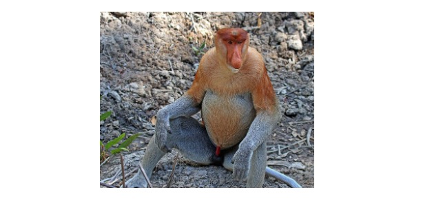 Read more about the article Proboscis Monkey: Definition, Types, & Examples
