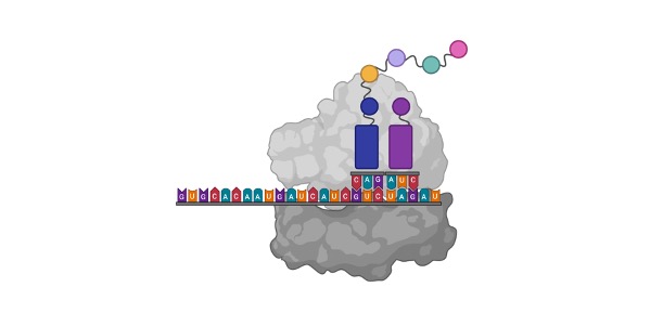 Read more about the article Role of Golgi Apparatus & Endoplasmic Reticulum in Protein Synthesis