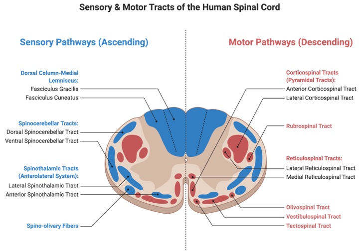 Sensory System, What is Sensory System, Nervous System, 2