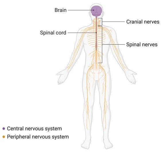 Sensory System, What is Sensory System, Nervous System, 3