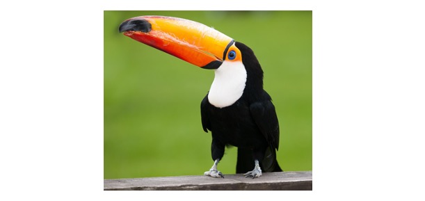 Toucan, What is Toucan,