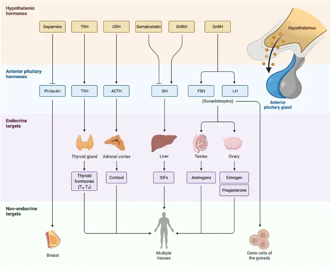 Aldosterone, What is Aldosterone, Aldosterone Function, 1