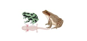 Read more about the article Amphibians: Definition, Types, and Examples