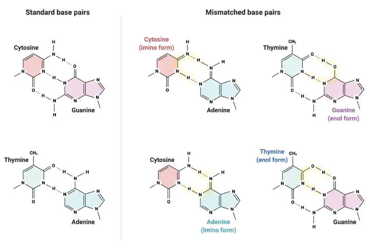 Base Pairs, What is Base Pairs, DNA Base Pairs, 1