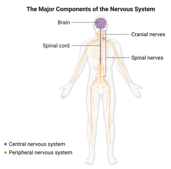 Central Nervous System, What is Central Nervous System, 1