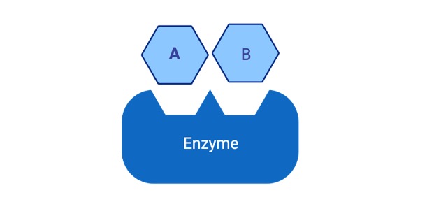 Read more about the article What is Coenzyme? Definition, Types, & Examples I NotesBard