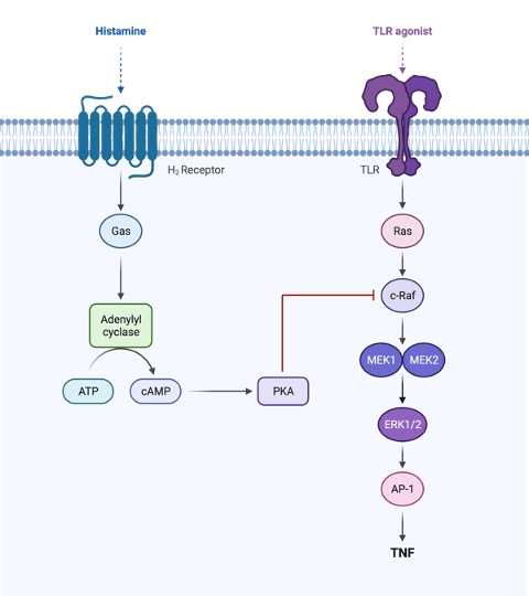 define cyclic amp