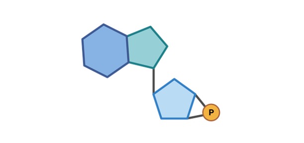 Cyclic AMP, Cyclic AMP Function, What is Cyclic AMP,