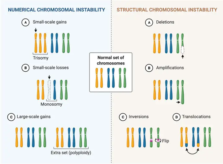 Diploid, Diploid Cell, Diploid vs Haploid, What is Diploid,2