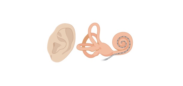 Read more about the article Ear: Definition, Anatomy, and Examples