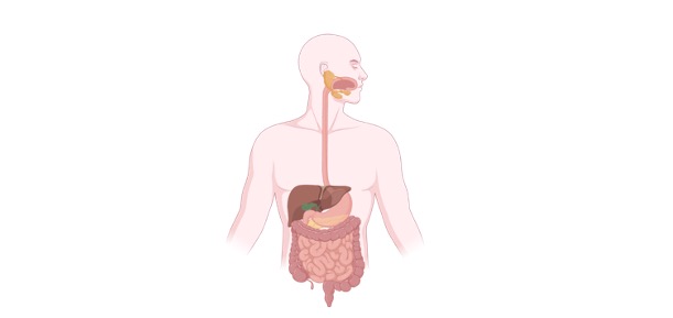 Read more about the article Egestion: Definition, Types, Mechanism, and Examples