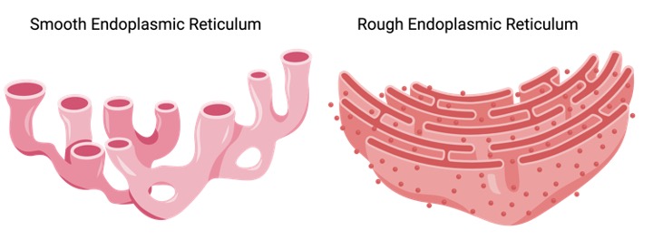 Endoplasmic Reticulum, Endoplasmic Reticulum Function, rough Endoplasmic Reticulum, Smooth Endoplasmic Reticulum,