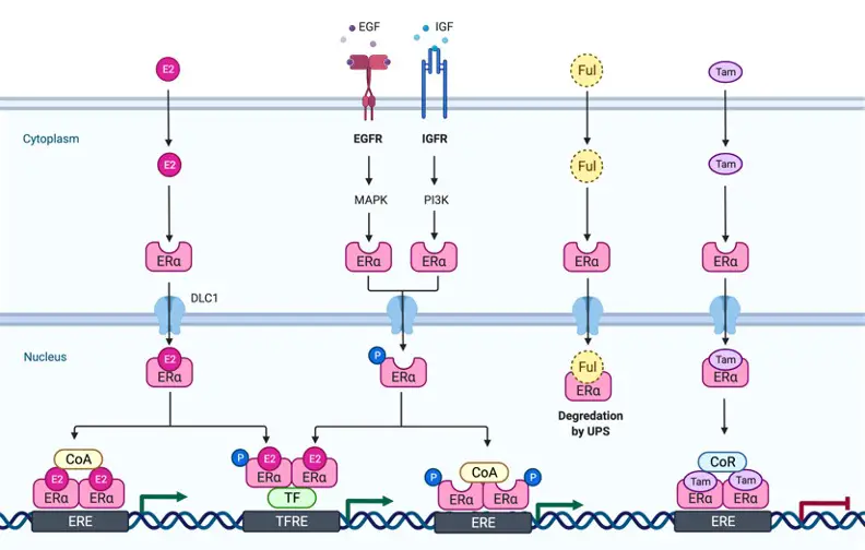 Estrogen, What is estrogen, 1