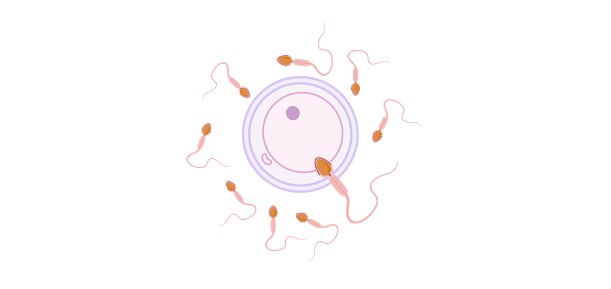 Read more about the article Human Reproduction & Fertilization: Definition & Examples