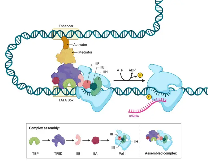 Gene Regulation in Eukaryotes, What is Gene Regulation, 2