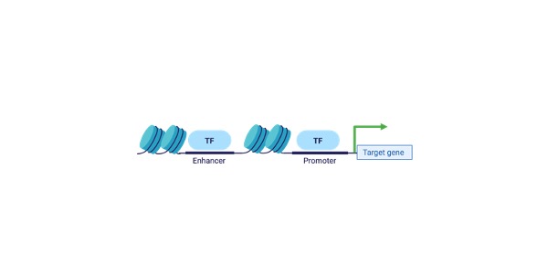 Read more about the article Gene Regulation: Definition, Types, Structure, & Examples