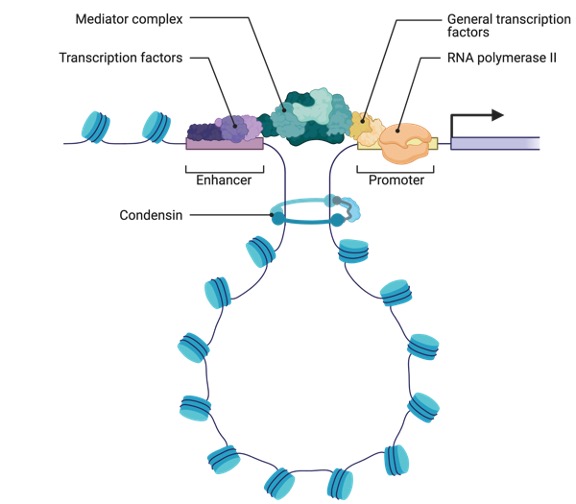 Gene Regulation in Eukaryotes, What is Gene Regulation,4