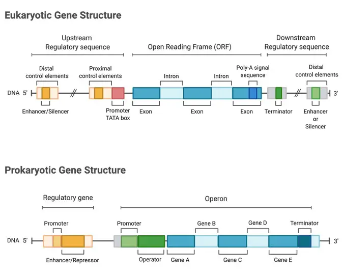 Gene Regulation, Gene Regulation in Eukaryotes, What is Gene Regulation,