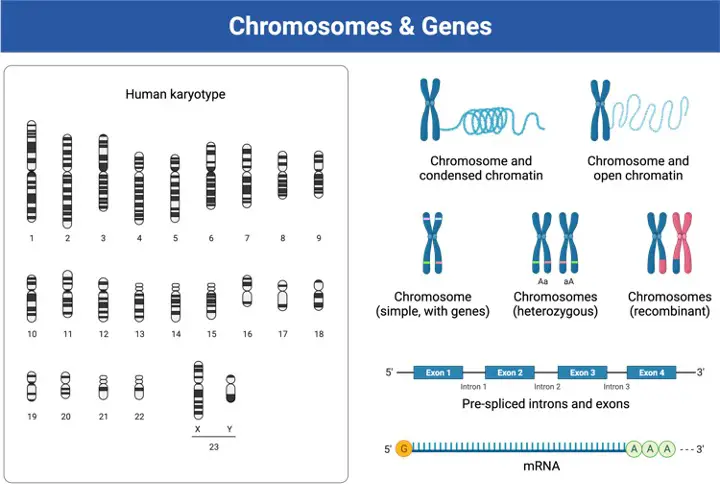 Gene, What is Gene, Prokaryotic gene, Eukaryotic gene,2