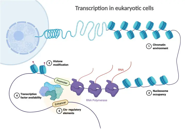 Gene, What is Gene, Prokaryotic gene, Eukaryotic gene,