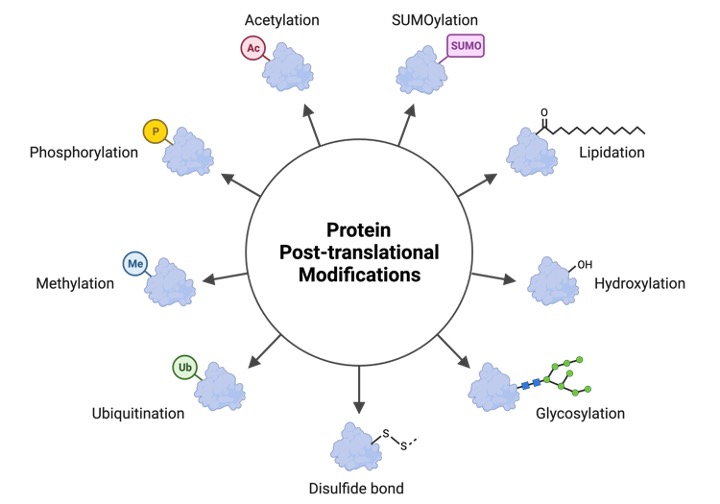 Glycosylation, What is Glycosylation, 2