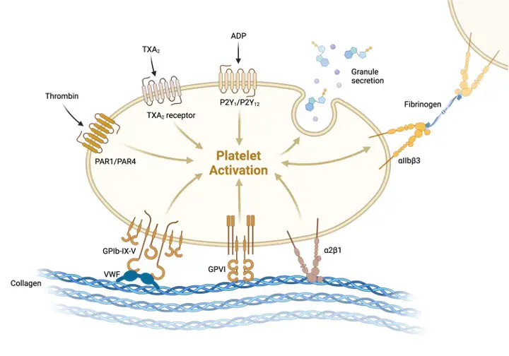 Hemostasis, Hemostasis Steps, Hemostasis Definition, What is Hemostasis,