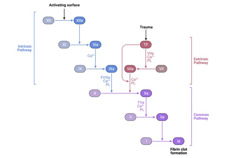 Hemostasis, Hemostasis Steps, Hemostasis Definition, What is Hemostasis,1