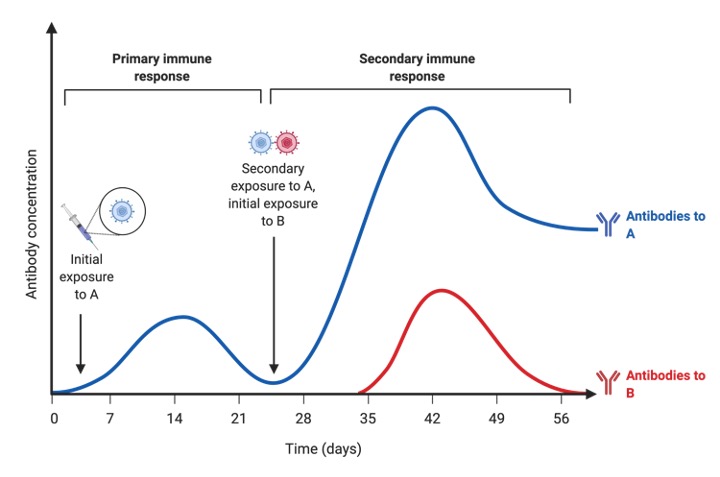 Immune Response, What is Immune Response, 1