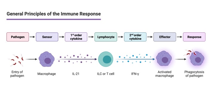 Immune Response, What is Immune Response, 2