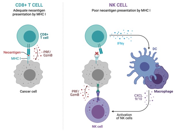 Immune Response, What is Immune Response,