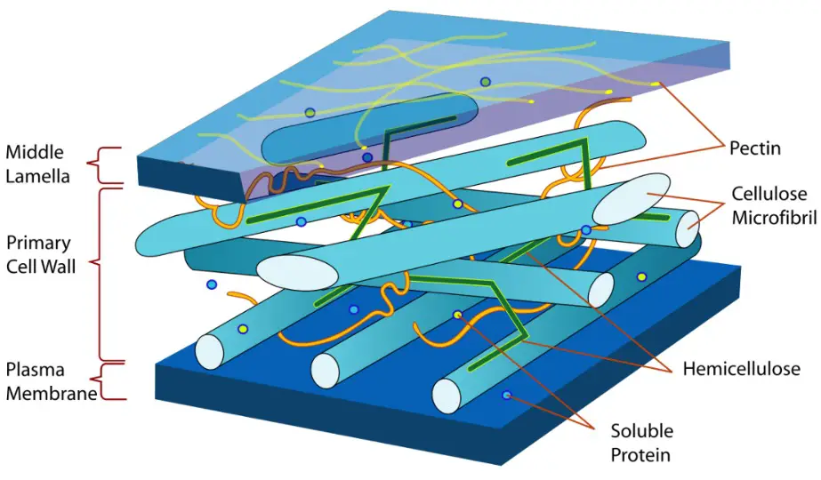 Middle Lamella, What is Middle Lamella, 1