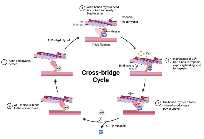 Myosin, What is Myosin, 2