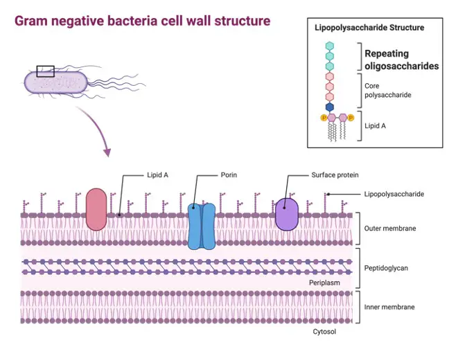 Oligosaccharides, What are Oligosaccharides,