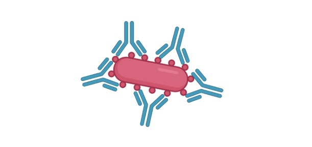 Read more about the article Passive Immunity: Definition, Function, and Examples