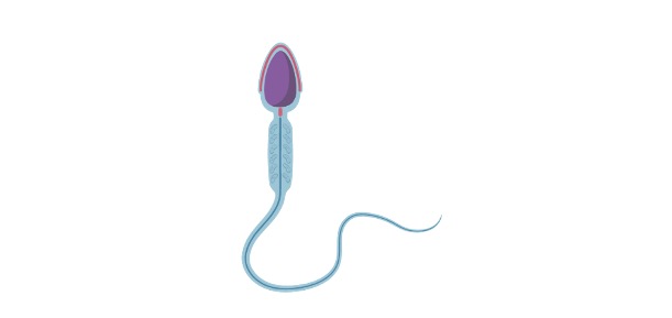 Read more about the article Spermatogenesis: Definition, Types, & Examples