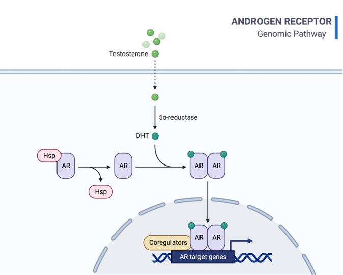 Testosterone, What is Testosterone, 1