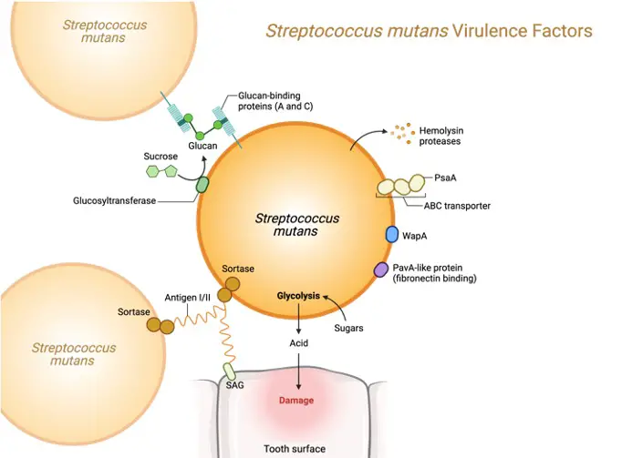 Virulence, Virulence Definition, What is Virulence, 1