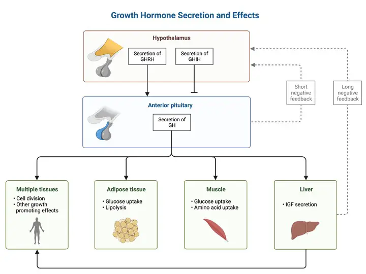 growth hormones, human growth hormones,1